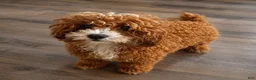Toy Poodle dogs for sale: Teddy - Ad 6