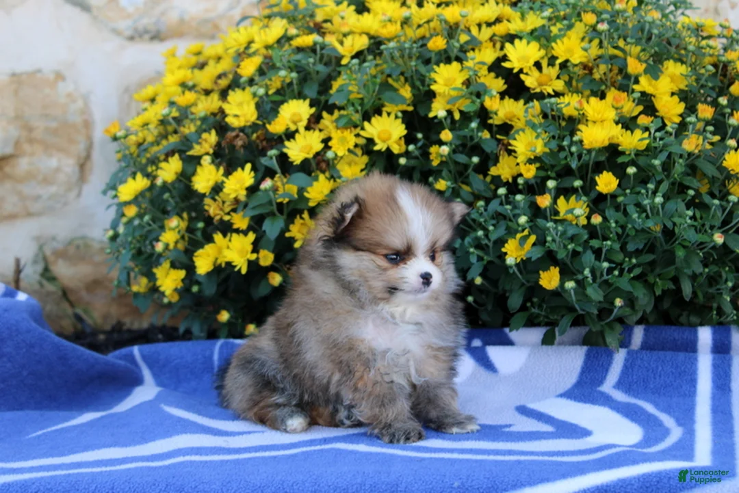 Pomeranian dogs for sale: Fiona - Ad 4