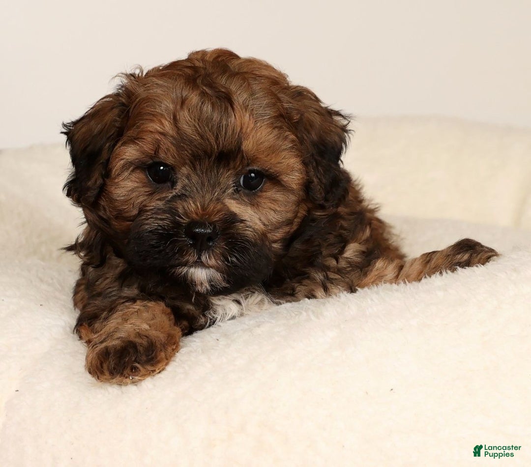 Shihpoo dogs for sale: Bear - Ad 3