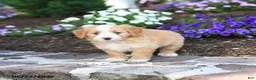 Mini Bernedoodle dogs for sale: Pedro - Ad 3
