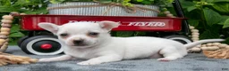 Chihuahua dogs for sale: Salty Caramel - Ad 2