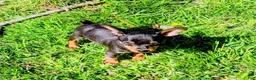 Miniature Pinscher dogs for sale: Teddy - Ad 8