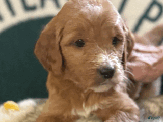 Goldendoodle dogs - Ad 10