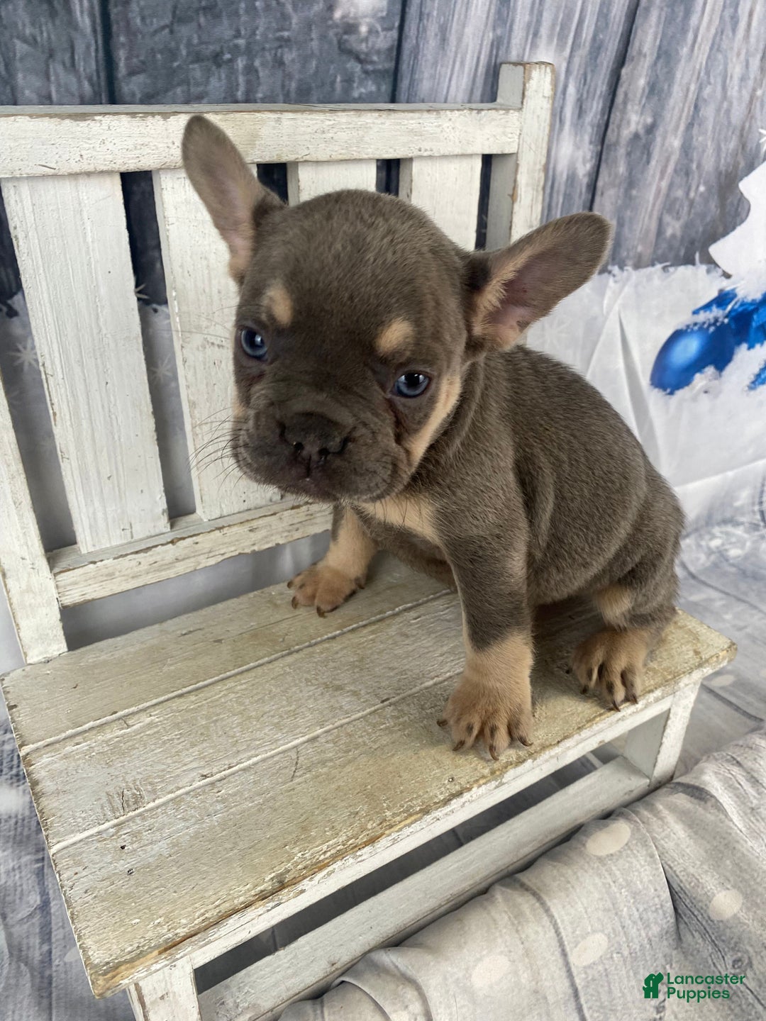 French Bulldog dogs for sale: Zoey - Ad 9