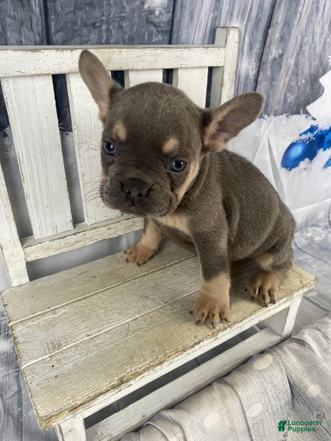 French Bulldog dogs for sale: Zoey - Ad 14