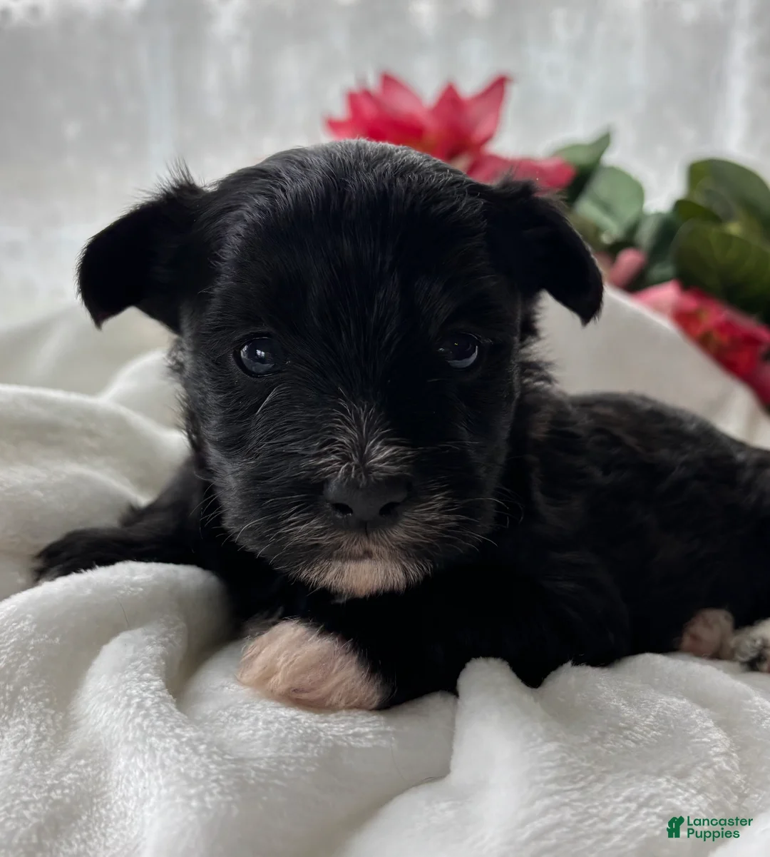 Morkie dogs for sale: Diezel - Ad 7