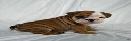 English Bulldog dogs for sale: Rocket - Ad 2