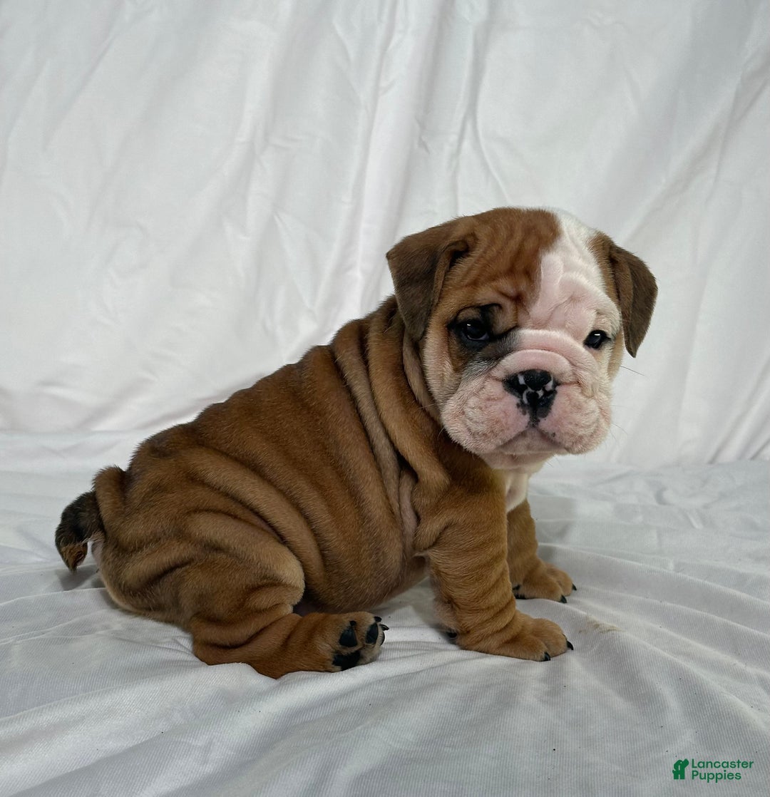 English Bulldog dogs for sale: Rocket - Ad 2