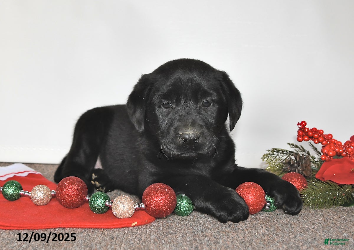 Labrador Retriever dogs Sam - Ad 4