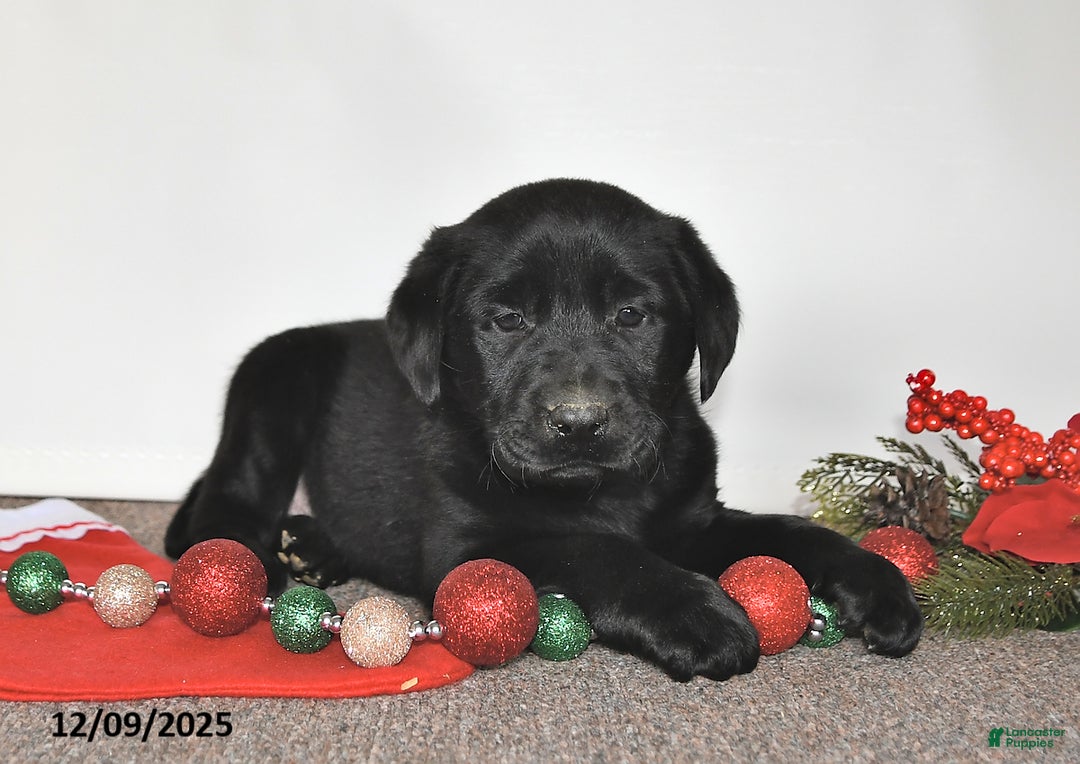 Labrador Retriever dogs for sale: Sam - Ad 1