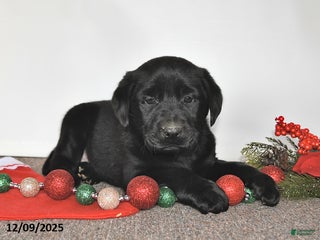 Labrador Retriever dogs Sam - Ad 40