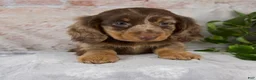 Miniature Dachshund dogs for sale: Osborne - Ad 7