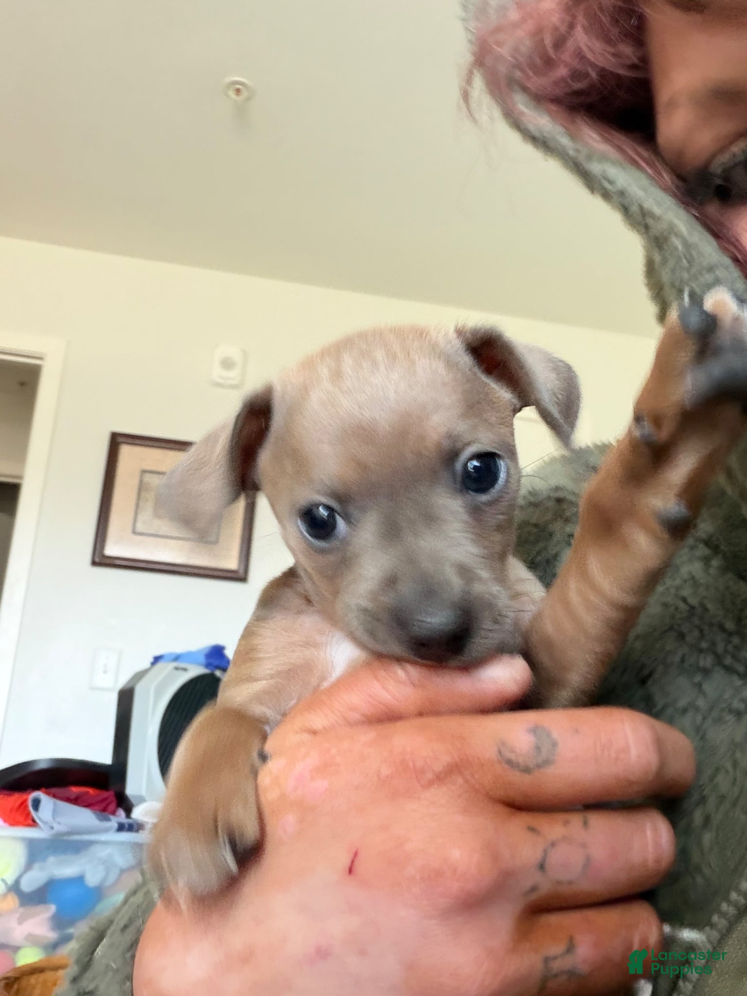 Jack Chi dogs Jack Chi Puppy 2 - Ad 2