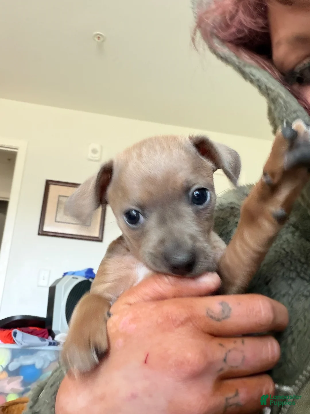 Jack Chi dogs for sale: Jack Chi Puppy 2 - Ad 1