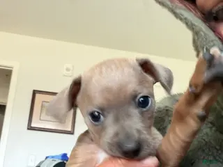 Jack Chi dogs Jack Chi Puppy 2 - Ad 2