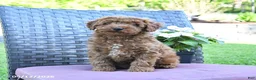 Miniature Poodle dogs for sale: Henry - Ad 3