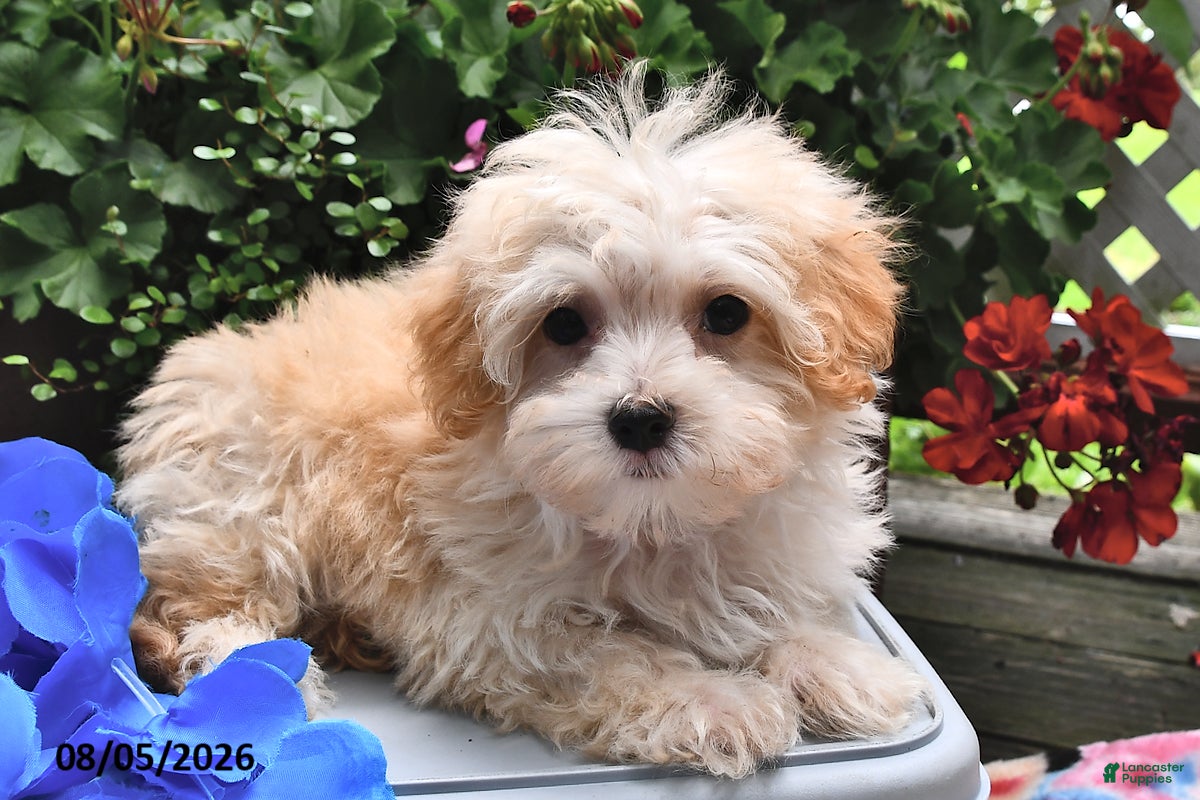 Maltipoo dogs Shadow - Ad 2
