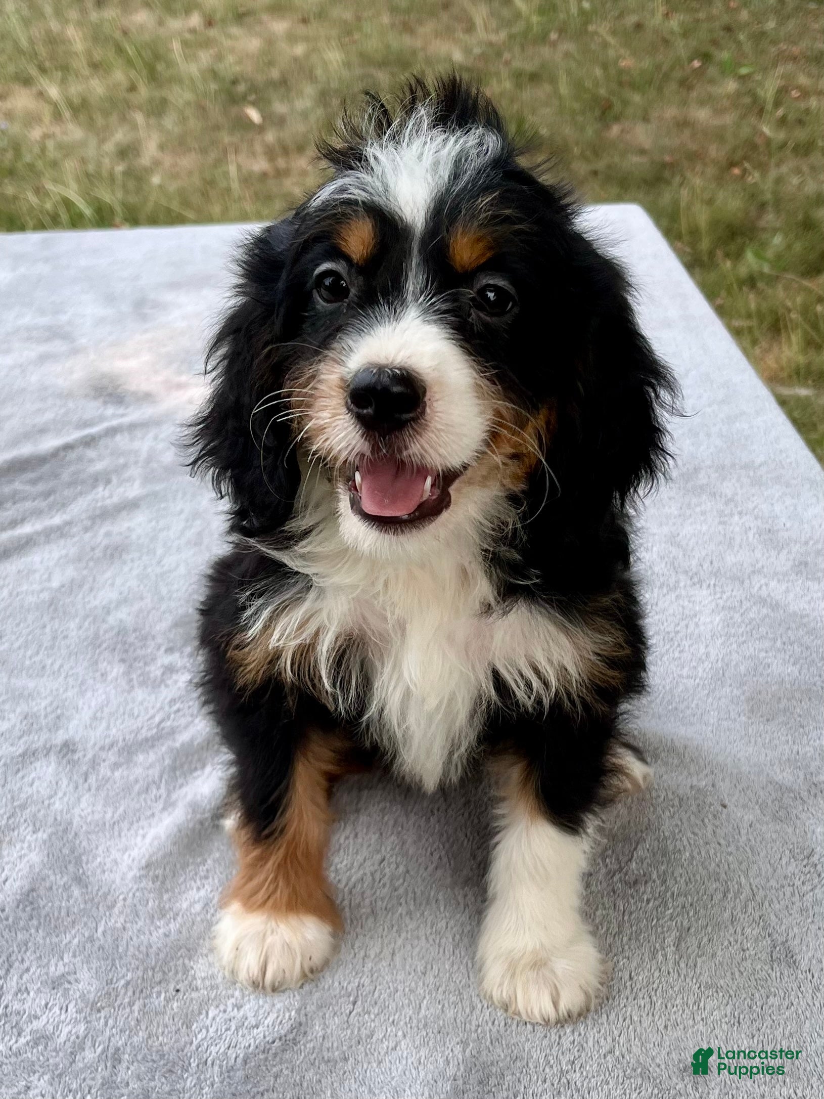 Bernedoodle dogs Addison - Ad 1