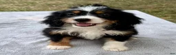 Bernedoodle dogs for sale: Addison - Ad 1