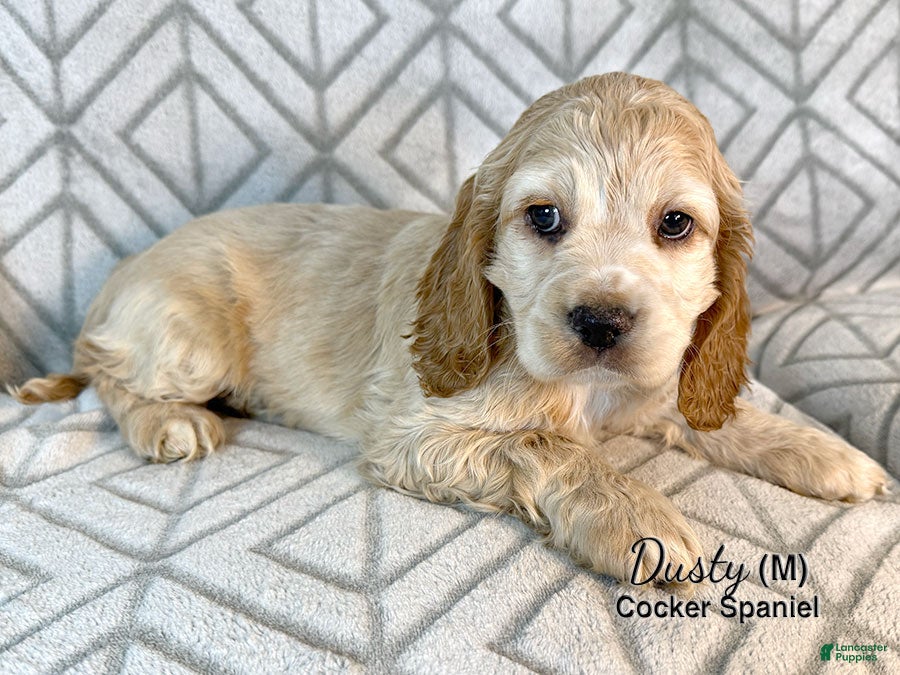 Cocker Spaniel dogs Dusty - Ad 2