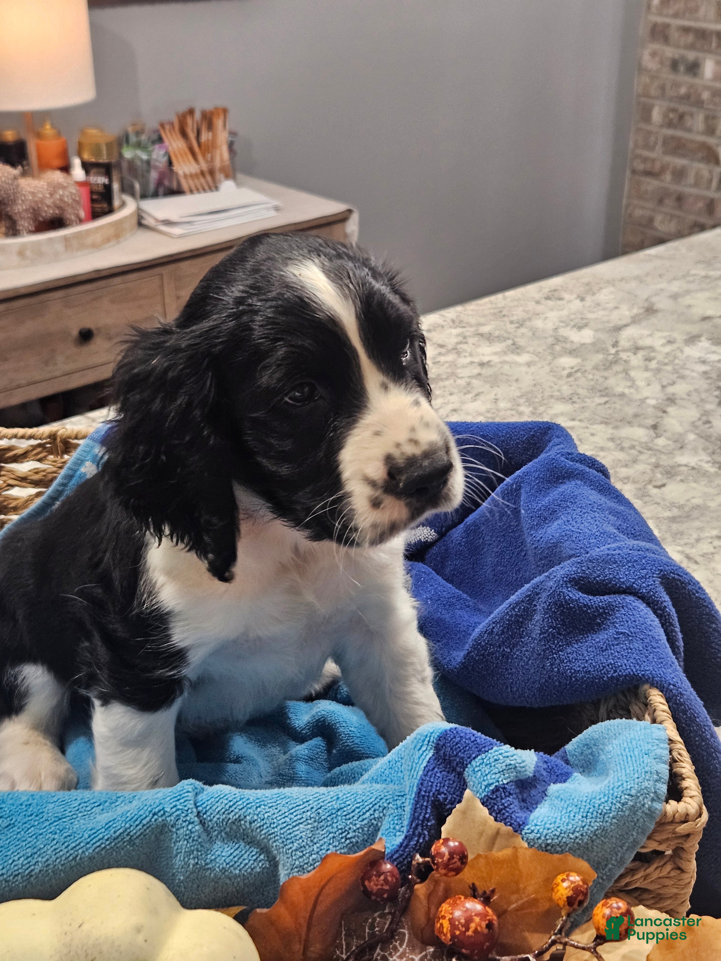 English Springer Spaniel dogs English Springer Spaniel 5 - Ad 1