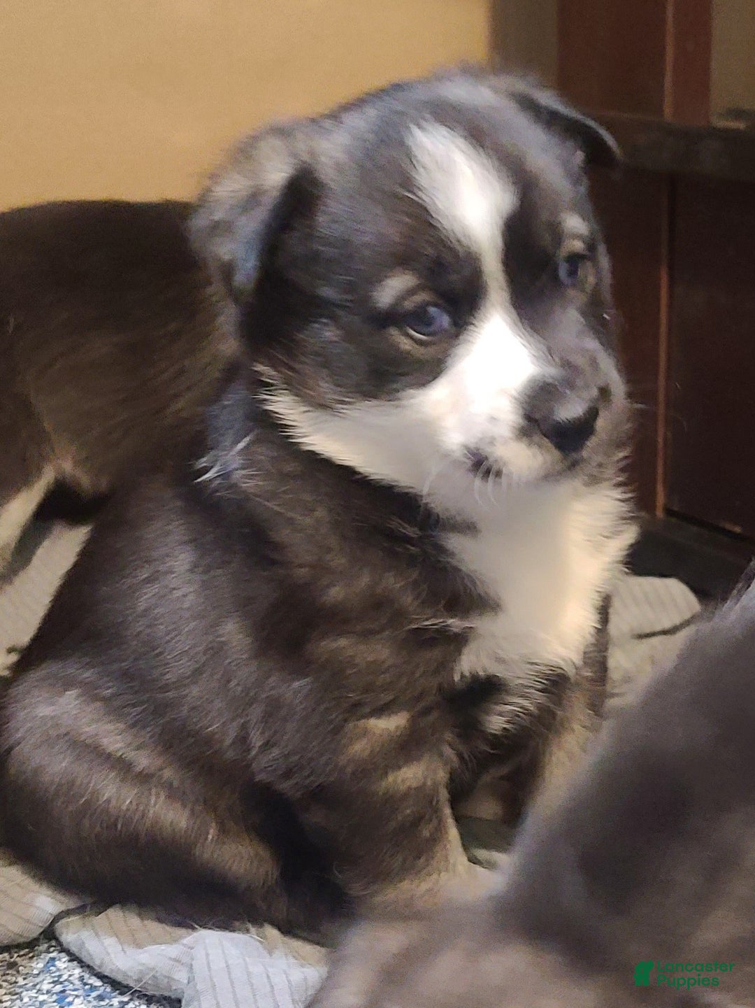 Pomsky dogs for sale: Capu - Ad 9