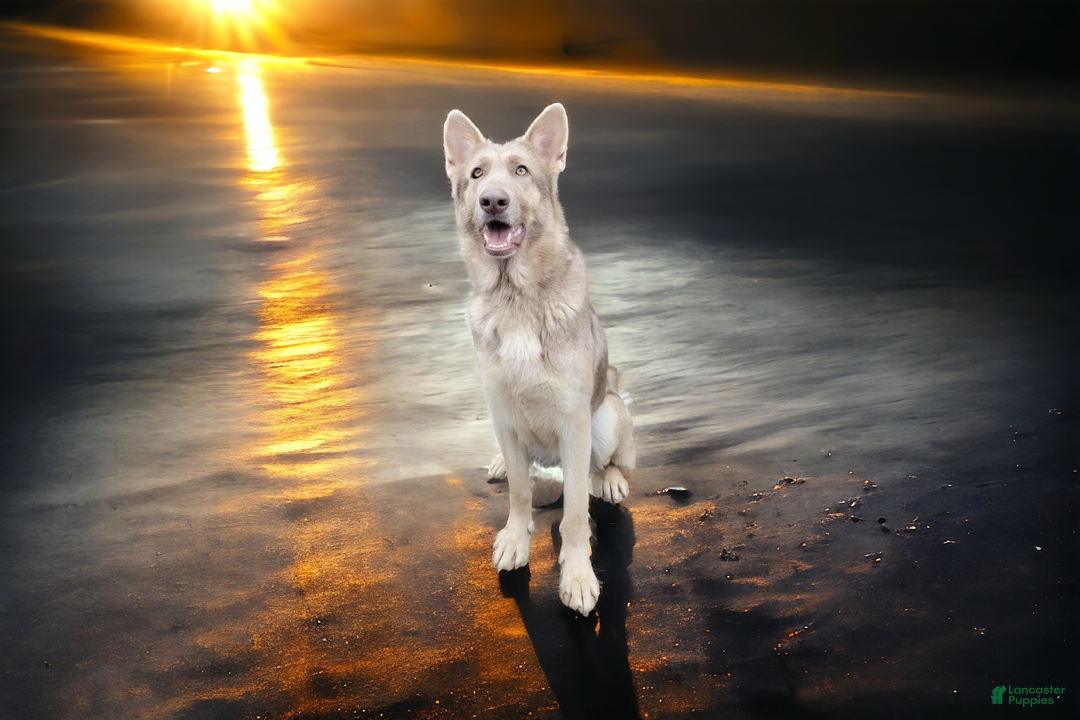 German Shepherd dogs for sale: German Shepherd Puppy 1 - Ad 4