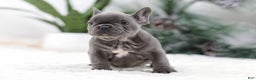 French Bulldog dogs for sale: Tara - Ad 2