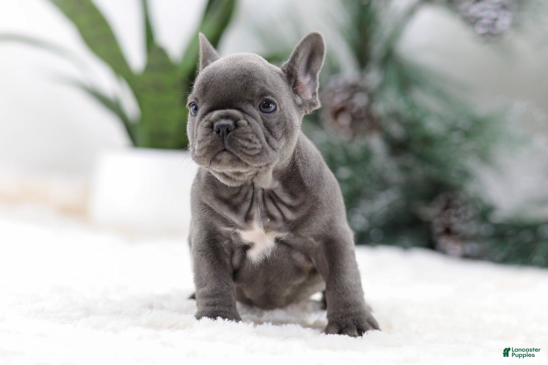 French Bulldog dogs for sale: Tara - Ad 2