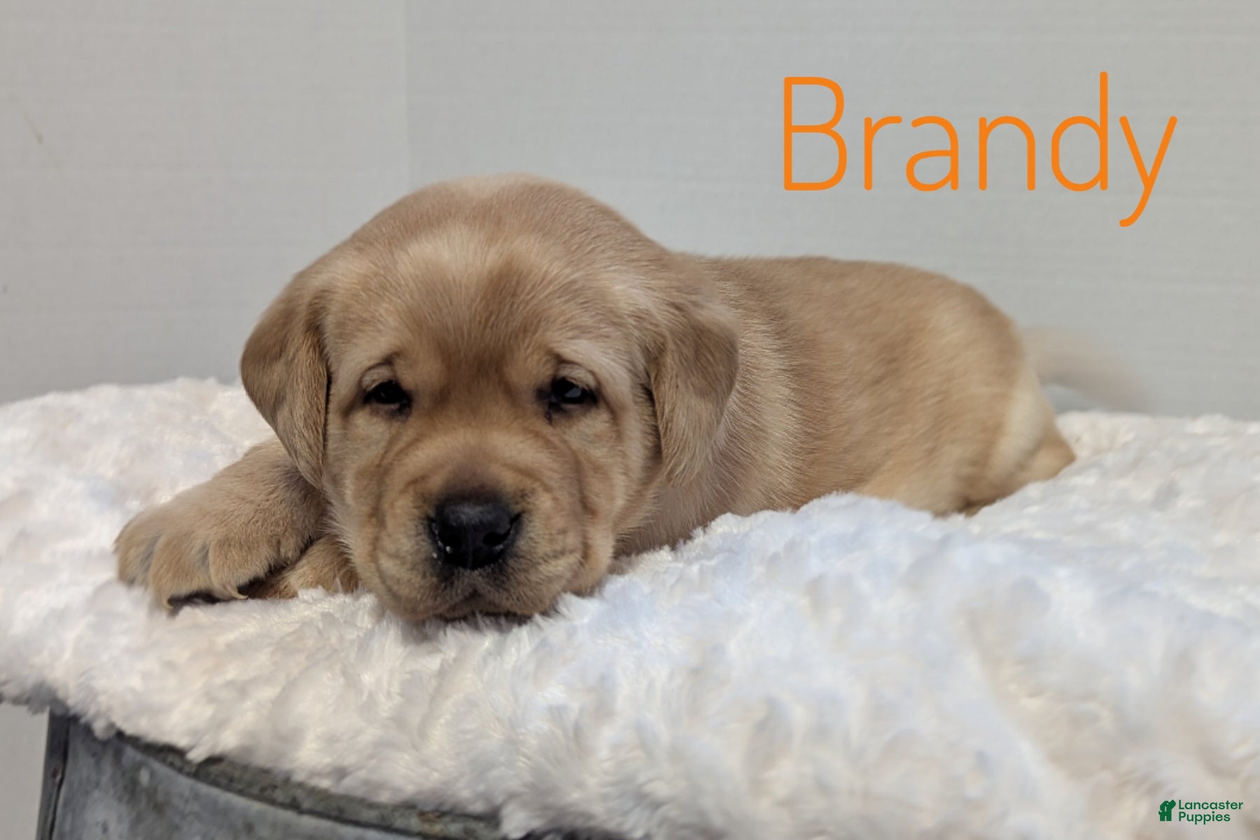 Labrador Retriever dogs Brandy - Ad 21