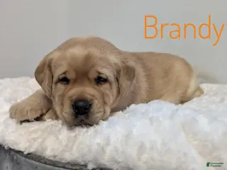 Labrador Retriever dogs Brandy - Ad 21