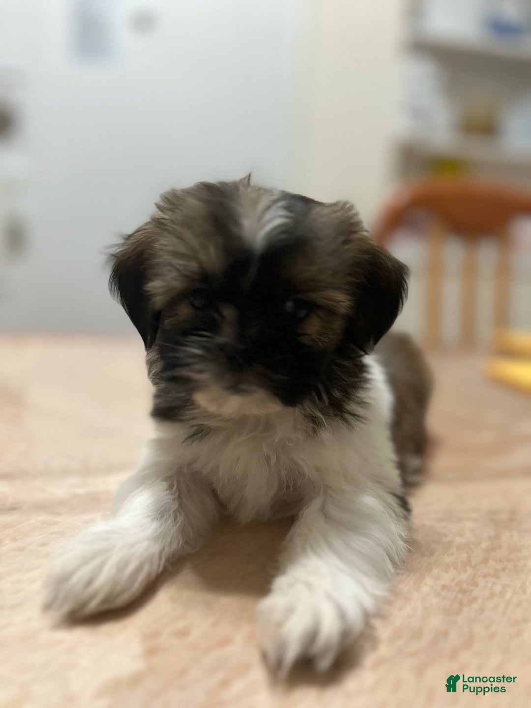 Shih Tzu dogs for sale: Elani - Ad 1