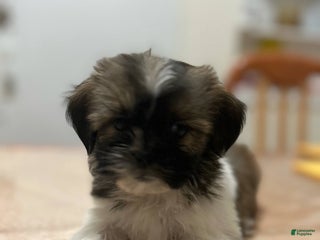 Shih Tzu dogs Elani - Ad 34