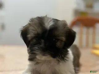 Shih Tzu dogs Elani - Ad 31
