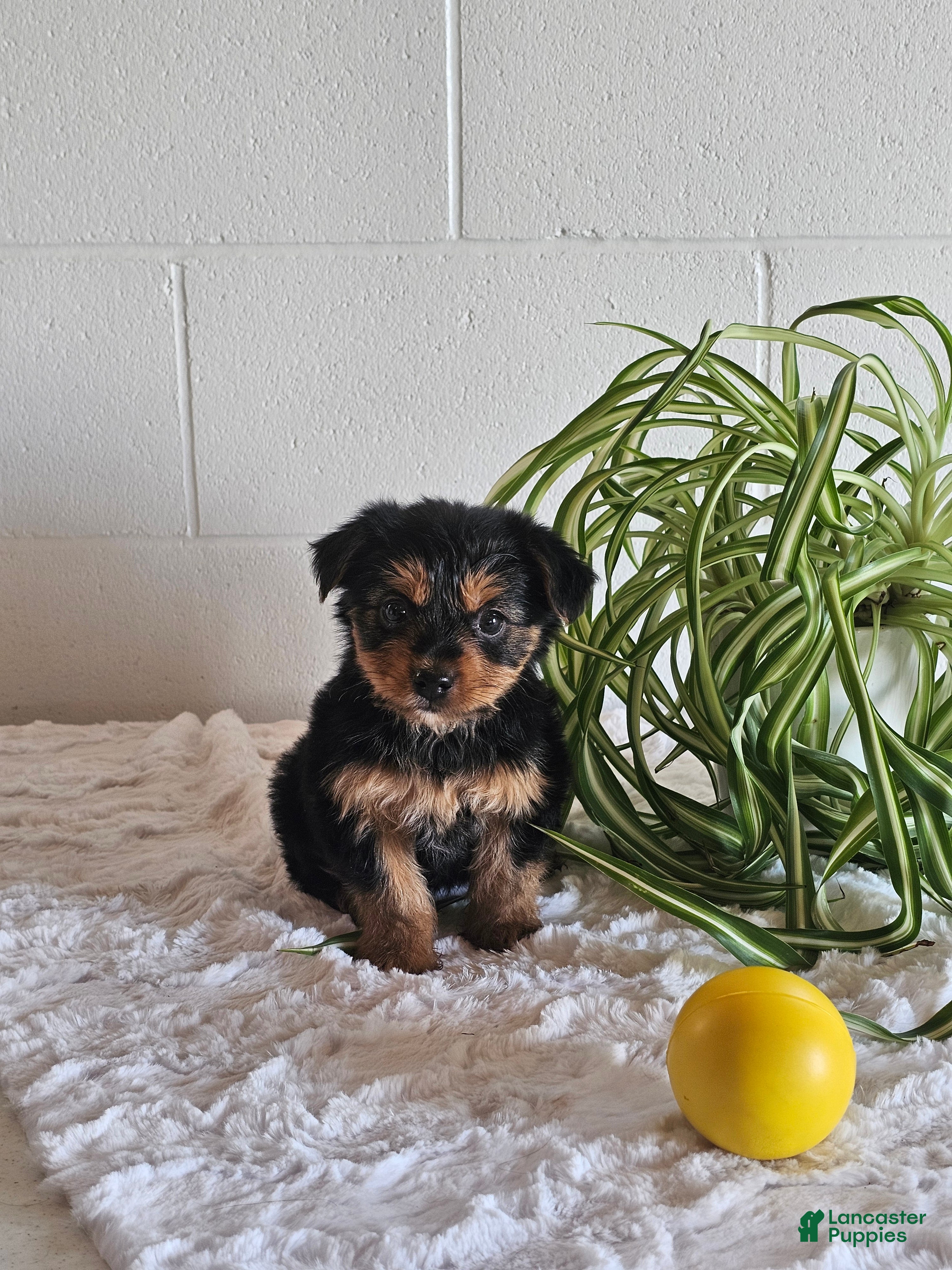 Yorkshire Terrier dogs for sale: Sheila - Ad 2