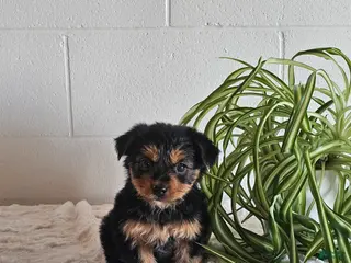 Yorkshire Terrier dogs for sale: Sheila - Ad 2