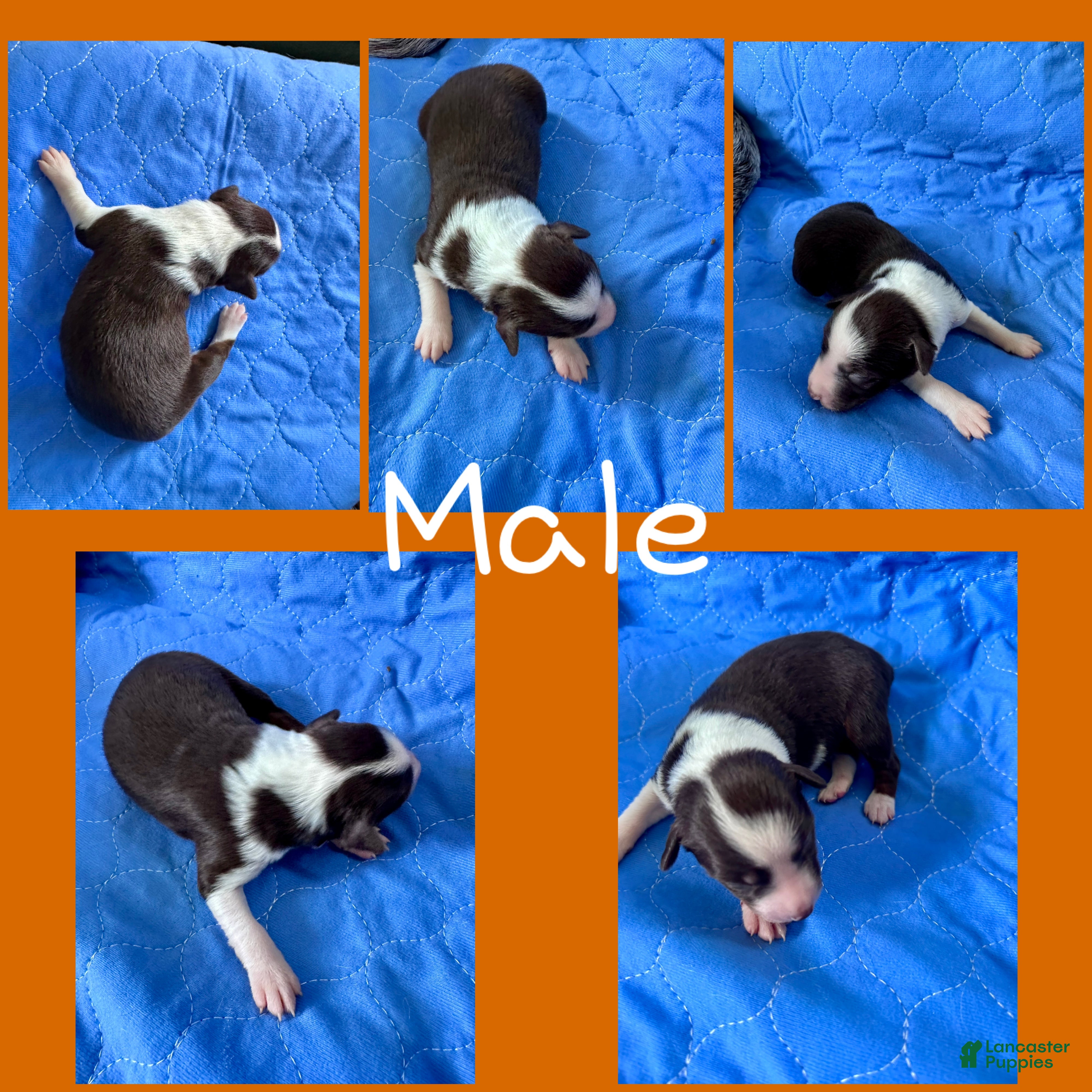Mixed Breed dogs Mixed Breed Puppy 3 - Ad 18