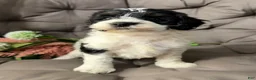 Cockapoo dogs for sale: Bill - Ad 3