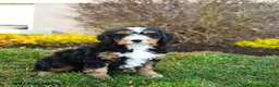 Mini Bernedoodle dogs for sale: Dynamo - Ad 1