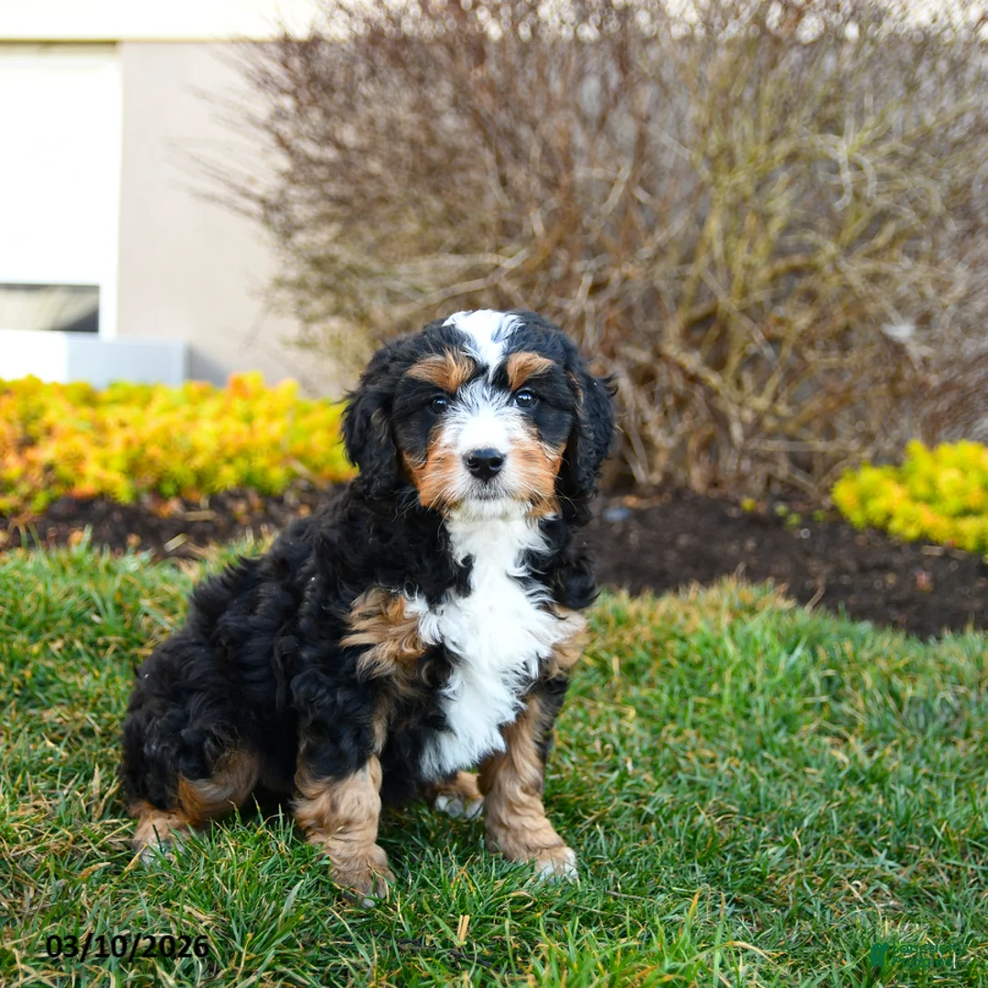Mini Bernedoodle dogs for sale: Dynamo - Ad 1
