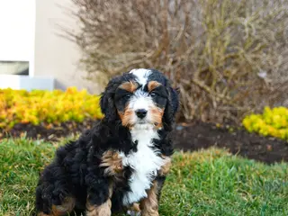 Mini Bernedoodle dogs for sale: Dynamo - Ad 1