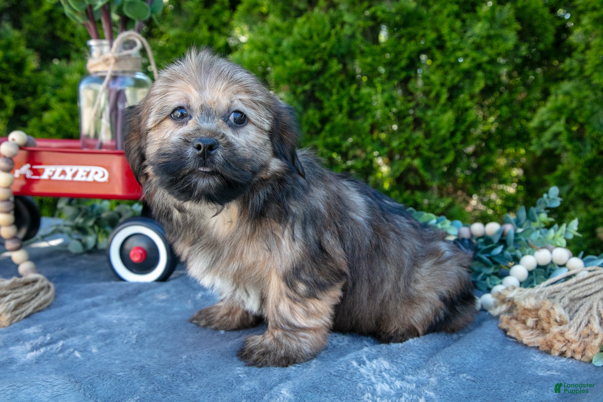 Shorkie dogs for sale: Blink - Ad 3