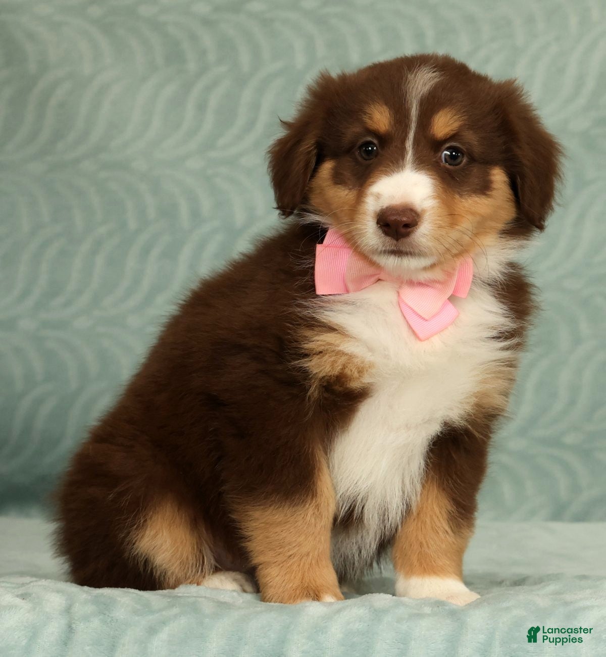 Australian Shepherd dogs for sale: Pearl - Ad 5