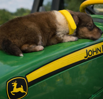 Collie dogs for sale: Jack - Ad 2