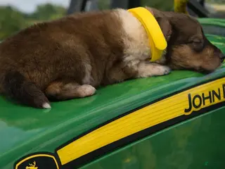 Collie dogs Jack - Ad 1