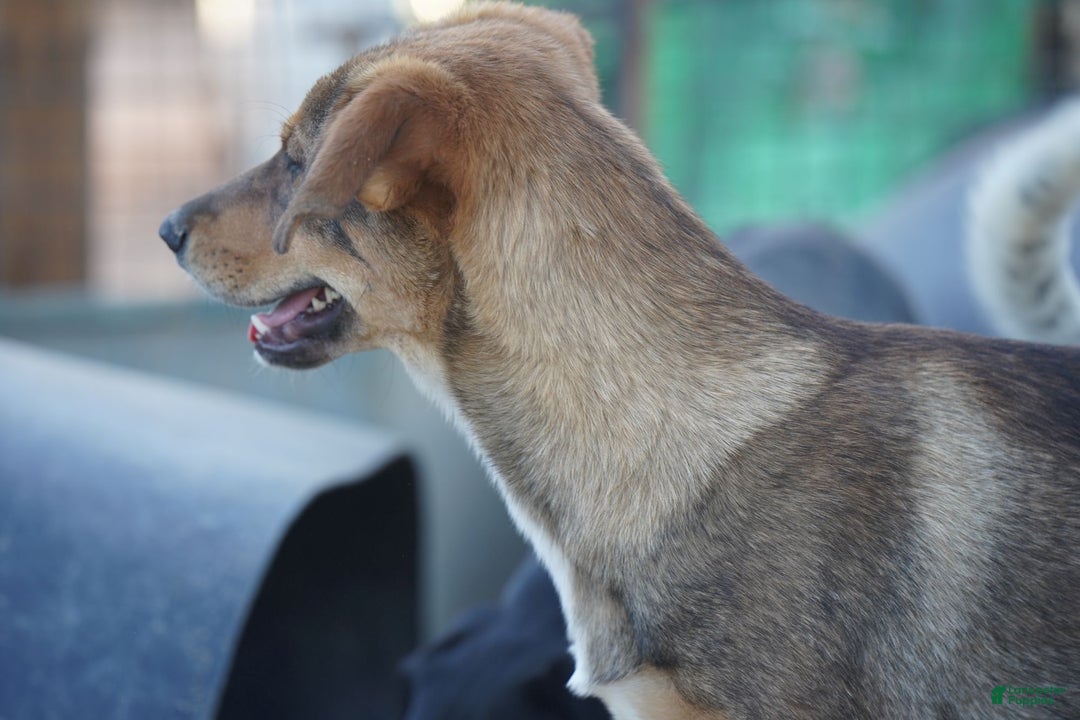 Mixed Breed dogs for sale: Dragon Tiscar Farm Dog - Ad 8