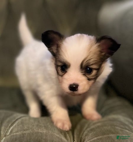 Papillon dogs Luke - Ad 1