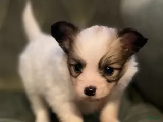 Papillon dogs for sale: Luke - Ad 3