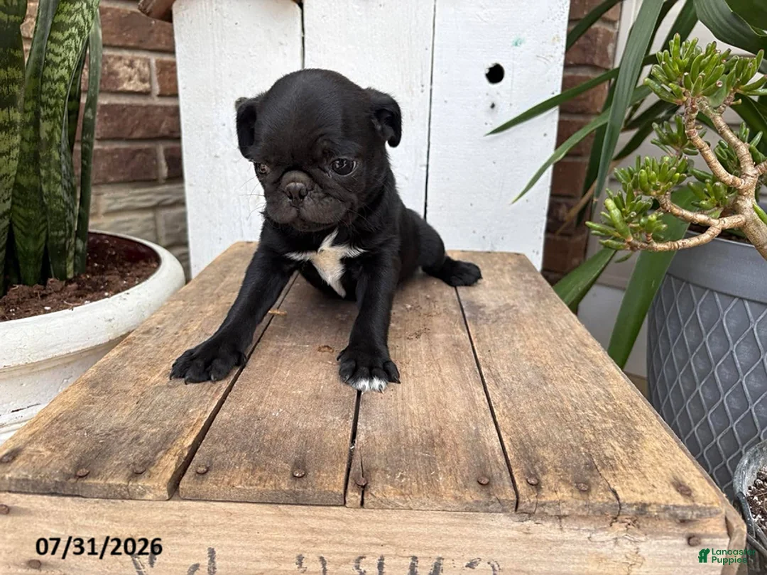 Pug dogs for sale: Mason - Ad 1