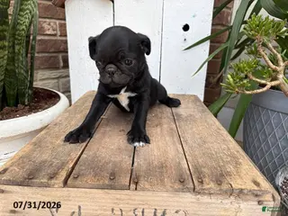 Pug dogs Mason - Ad 30